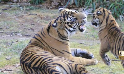 属虎36岁要忌讳哪些以防碰到大劫