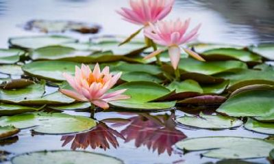 大雪节气吃三白是指什么？大雪的时候会下雪吗？