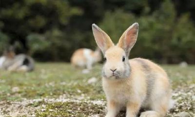 9月后喜雀叩门送大“礼”，恭候属兔人，