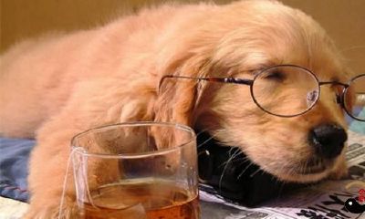 梦到男人变为狗