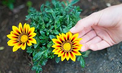 1988年属龙的人2022年运程