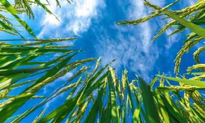 大寒节气要注意什么？大寒不冷倒春寒什么意思？