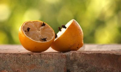 1984男鼠1991女羊婚配适合吗