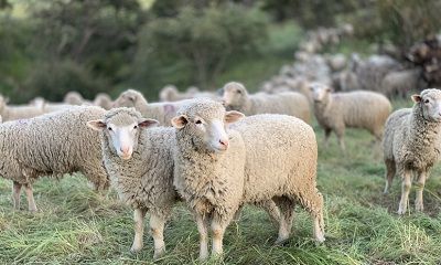 我属龙老公属羊2022年生虎宝宝适合吗？