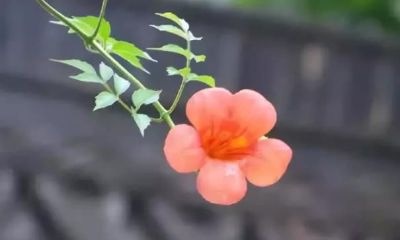 每个人都能学会的望诊之“相”