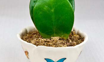 处女座男生长相