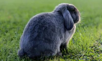 植树节出生的属兔人命运怎么样？好不好？