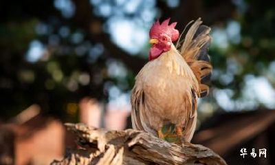 1993年属鸡的永久招财色，2023最新幸运色是什么