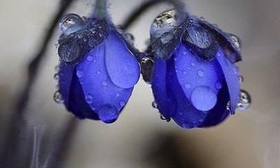 十七、伤官：伤官见官