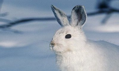 87兔和93年鸡女的婚缘