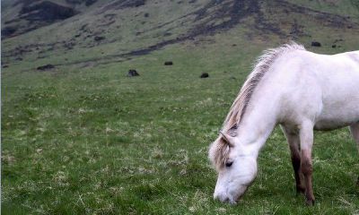 为什么男兔女马千万不要在一起