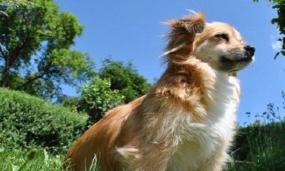 为什么属狗和属猪一定不能在一起