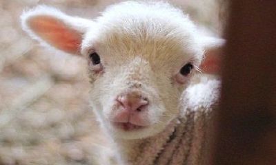 羊和鼠在一起对谁不好