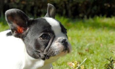 属狗人命中注定的另一半