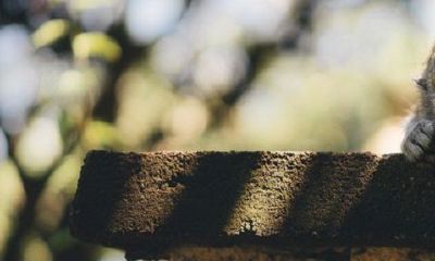 男蛇女猴适合做夫妻吗