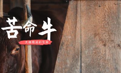 1973牛命太苦生来便是还债的命