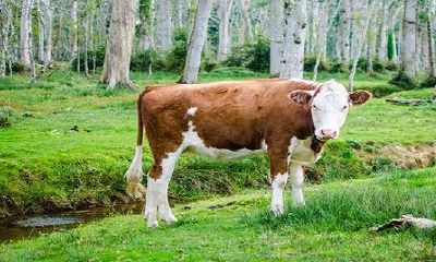 73属牛女2022犯桃花运吗