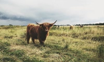 属牛最命苦的时辰