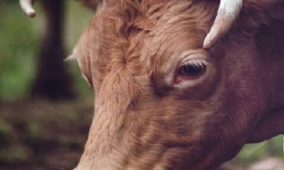 73年牛人2022年每月运势运程详细说明