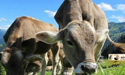 73年属牛人2022年运势怎样