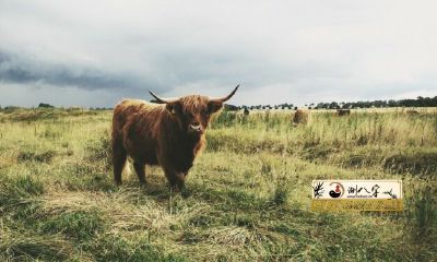 85年属牛一生的三大坎