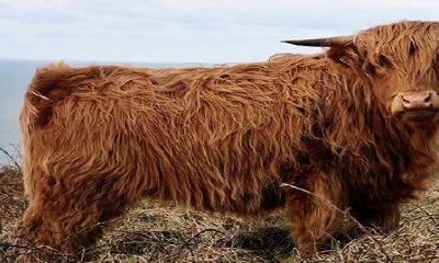 牛男征服不了的生肖女