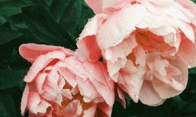 男牛女龙是几等婚姻