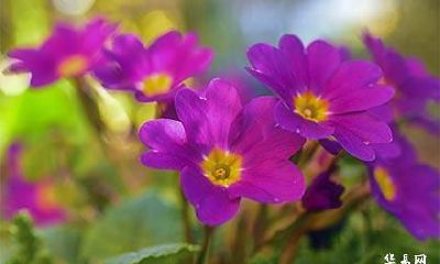 农历五月别称叫什么，又叫什么月？