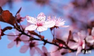 2022年农历五月桃花命，桃花命是什么意思