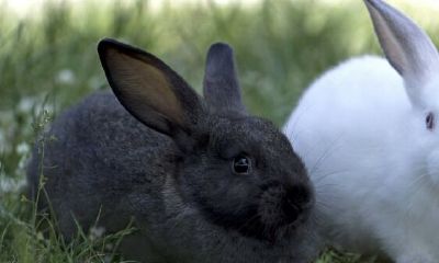 龙兔猪富三代是真是假