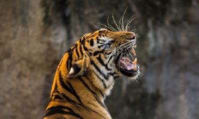 2022年虎年几月份生宝宝最好？不同季节出生的属虎人命运分析