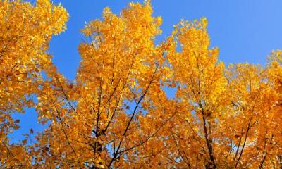 出生在秋分日的男孩命好吗？是什么命格呢？