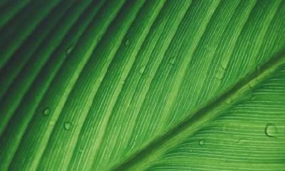 白露节气注意什么？白露为什么叫白露