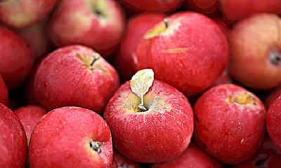 梦到一袋红苹果