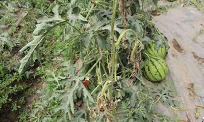 梦到凋谢的果苗