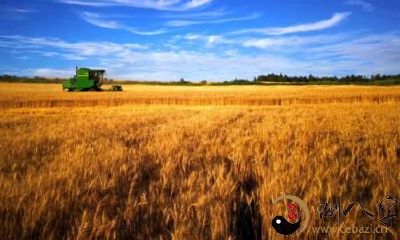 梦到大丰收的景色