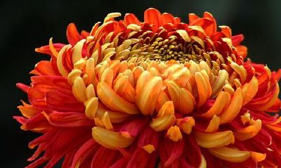 梦见菊花开的很美