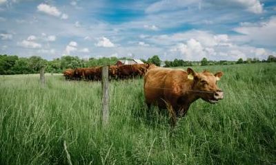 2021辛丑牛年农历十二月初五是理发的吉日吗？