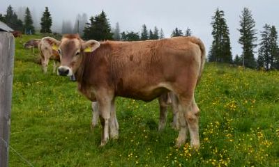 2021辛丑牛年农历十月二十九日是不是适合提车的日子？