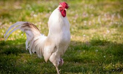 不同年份的生肖鸡在国庆节出行命运好不好？