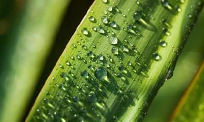 在白露出生的伟人名人都有哪些？