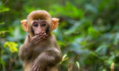 属猴的人中元节出生命好还是不好？是富贵命吗？