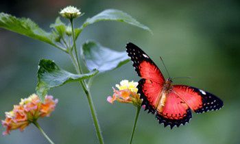 属马最让人反感的特点是什么