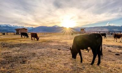 2021辛丑牛年农历十一月十三日适合订婚吗？