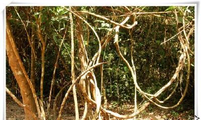 梦到爬藤植物缠着自身