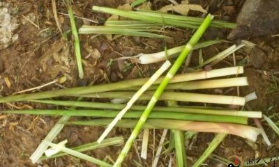 梦见女人拔春笋