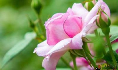 梦见花开的很美