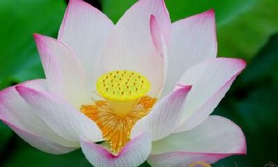 梦见莲花和莲蓬开的繁茂