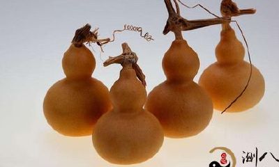 梦见很多胡芦长在地面上