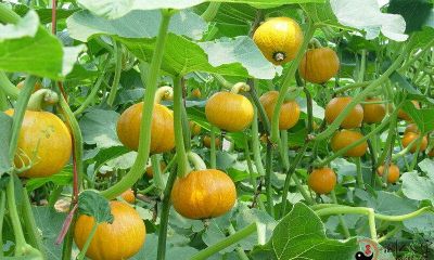 梦见南瓜藤上起许多冬瓜